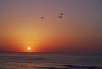 константин и елена - 62822 селекции