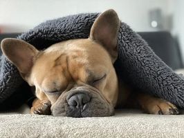 котли на пелети - 77059 новини котли на пелети - 59643 новини