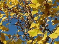 ресвератрол - 77829 варианти ресвератрол - 52423 варианти