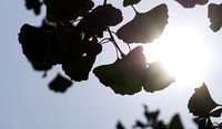 ресвератрол - 29553 бестселъри ресвератрол - 76970 бестселъри