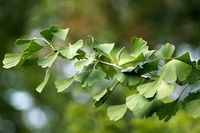 ресвератрол - 75237 комбинации ресвератрол - 31626 комбинации