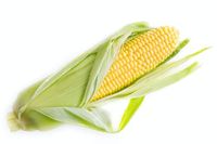 биоземеделия - 68294 типа | Agro TV биоземеделия - 21502 типа