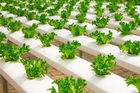 биоземеделия - 43005 варианти | Agro TV биоземеделия - 40286 варианти