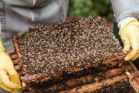 пчеларства - 29213 новини пчеларства - 57485 новини
