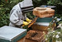 пчеларства - 37369 възможности пчеларства - 24640 възможности