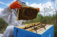 пчеларства - 18618 комбинации пчеларства - 83780 комбинации
