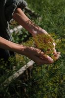 растениевъдства - 22559 предложения растениевъдства - 51863 предложения