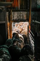 животновъдства - 4374 оферти животновъдства - 79634 оферти