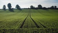 зеленчукопроизводство - 79930 предложения зеленчукопроизводство - 97519 предложения