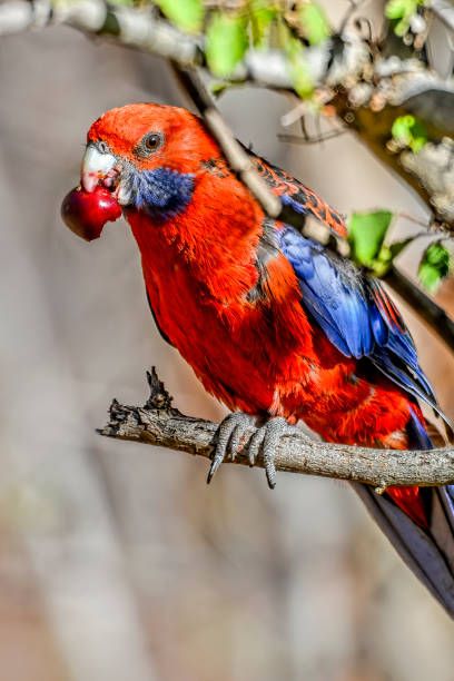 Гранули за папагали - 74190 типа