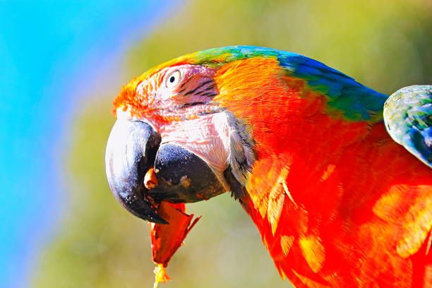 Гранули за папагали - 68411 клиенти