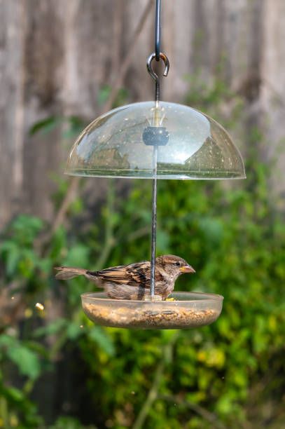 храна за птици на едро - 61798 клиенти