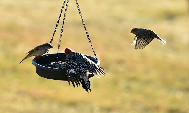 храна за птици на едро - 60714 разновидности