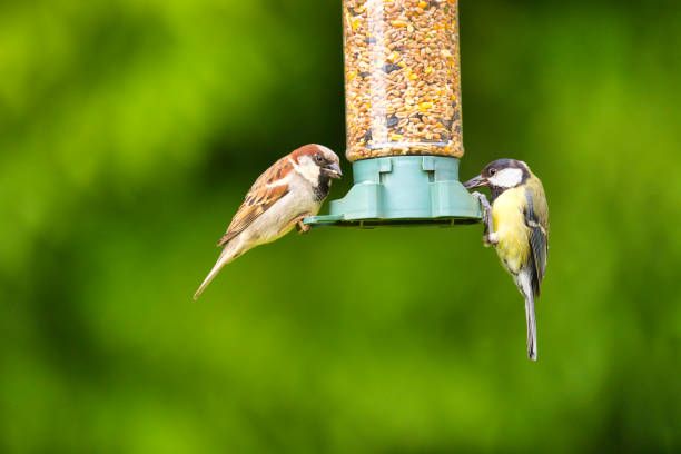 храна за птици на едро - 27618 снимки