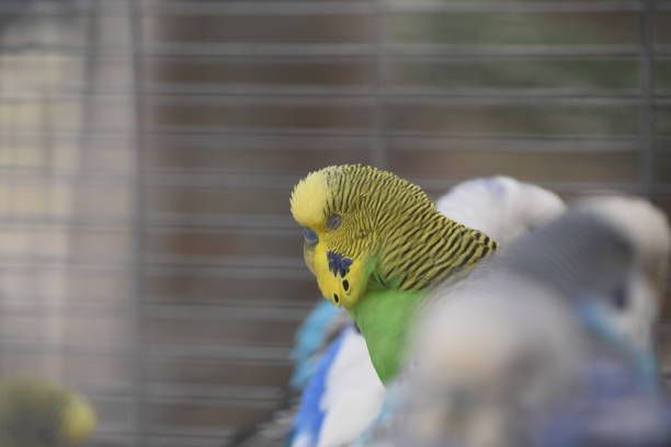 Играчки за вълнисти папагали - 14047 промоции | hagen-hari-bulgaria.com Играчки за вълнисти папагали - 1593 промоции