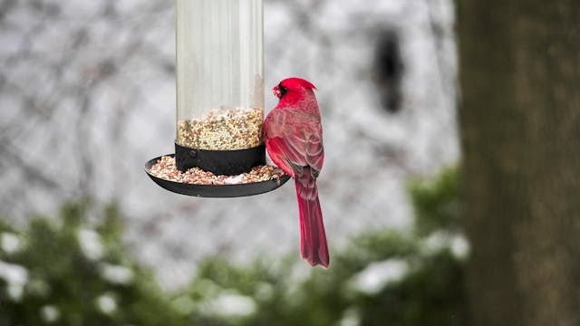 Семена за папагали - 10089 варианти | hagen-hari-bulgaria.com Семена за папагали - 15091 варианти