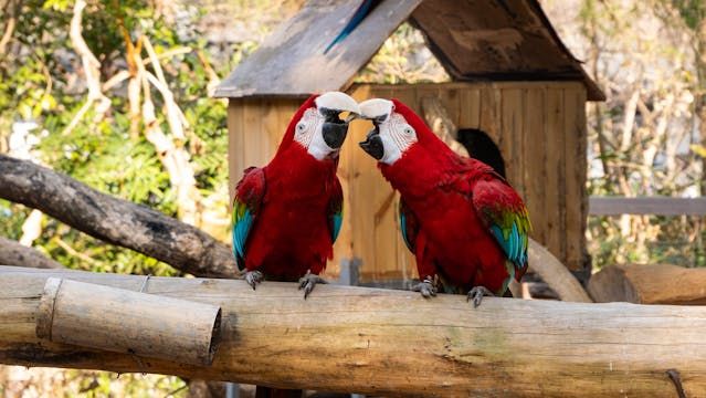 Витамини за папагали - 30487 вида Витамини за папагали - 97082 вида