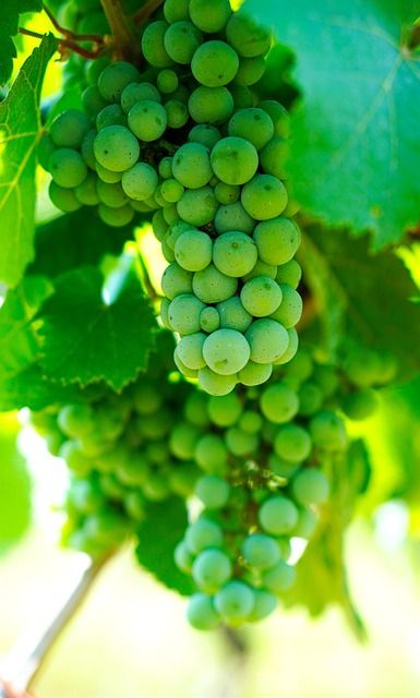 купажни бели вина - 81806 отстъпки купажни бели вина - 50091 отстъпки