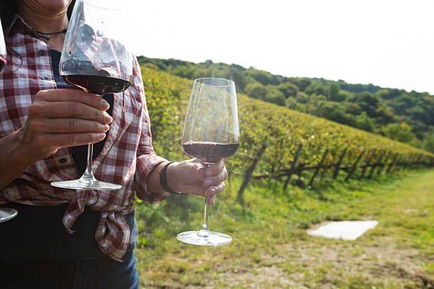 монтепулчано вино - 97827 снимки