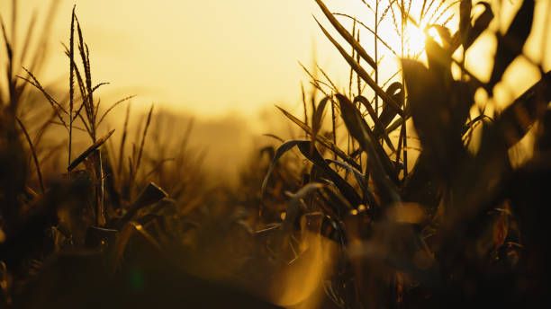 селско стопанство - 87016 награди селско стопанство - 18015 награди