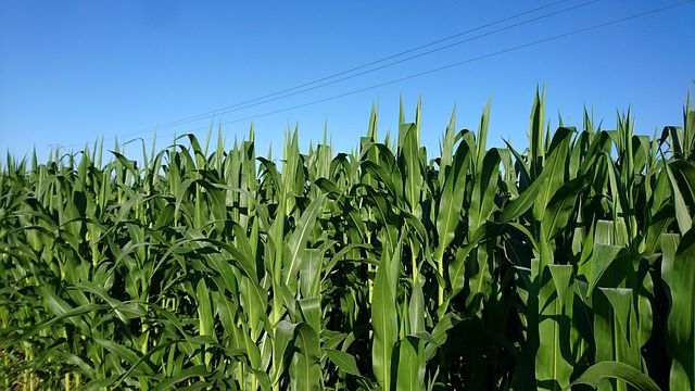 ССА - 56176 оферти ССА - 8559 оферти